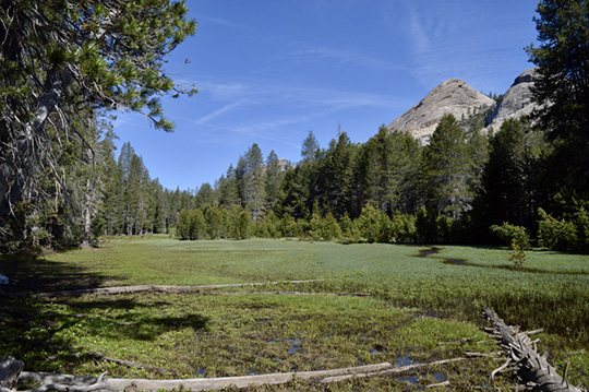 jackass meadow